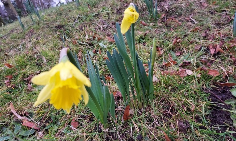 Signs of spring</a>